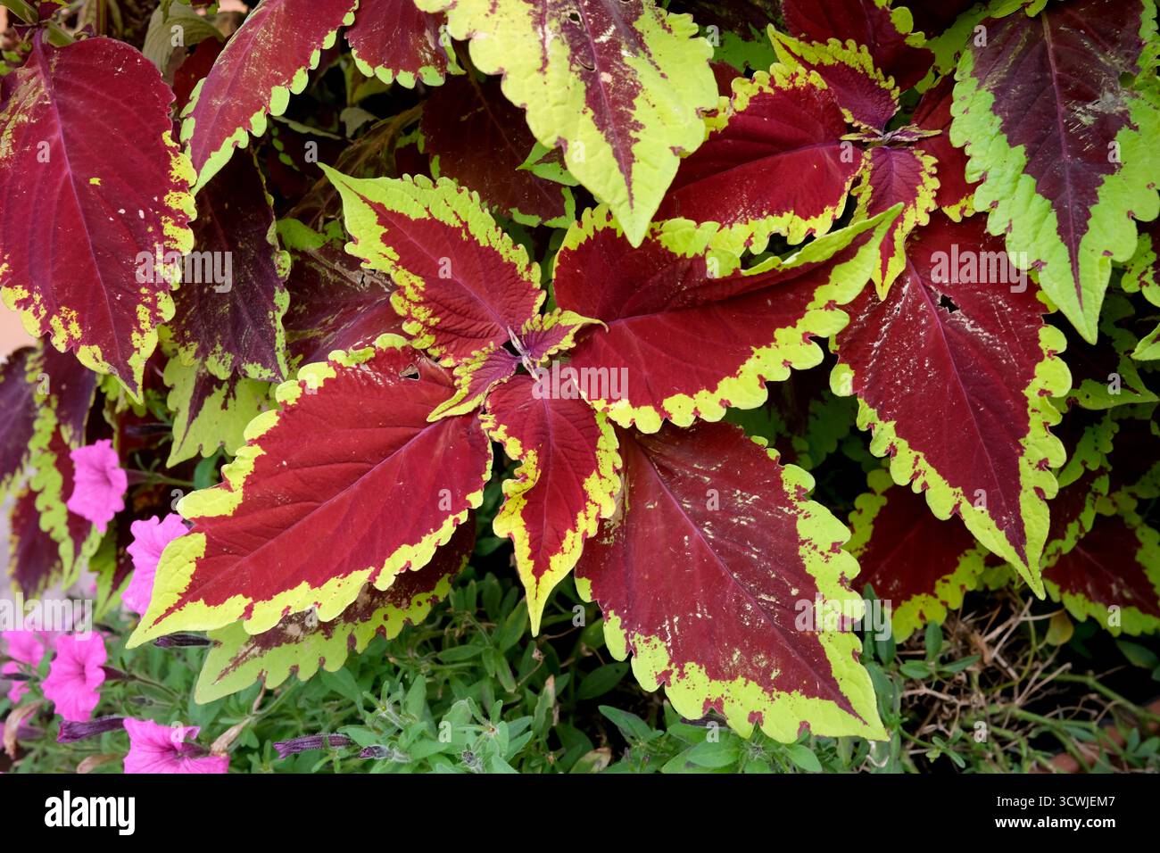 Coleus gewöhnliche Pflanzenblätter Stockfoto
