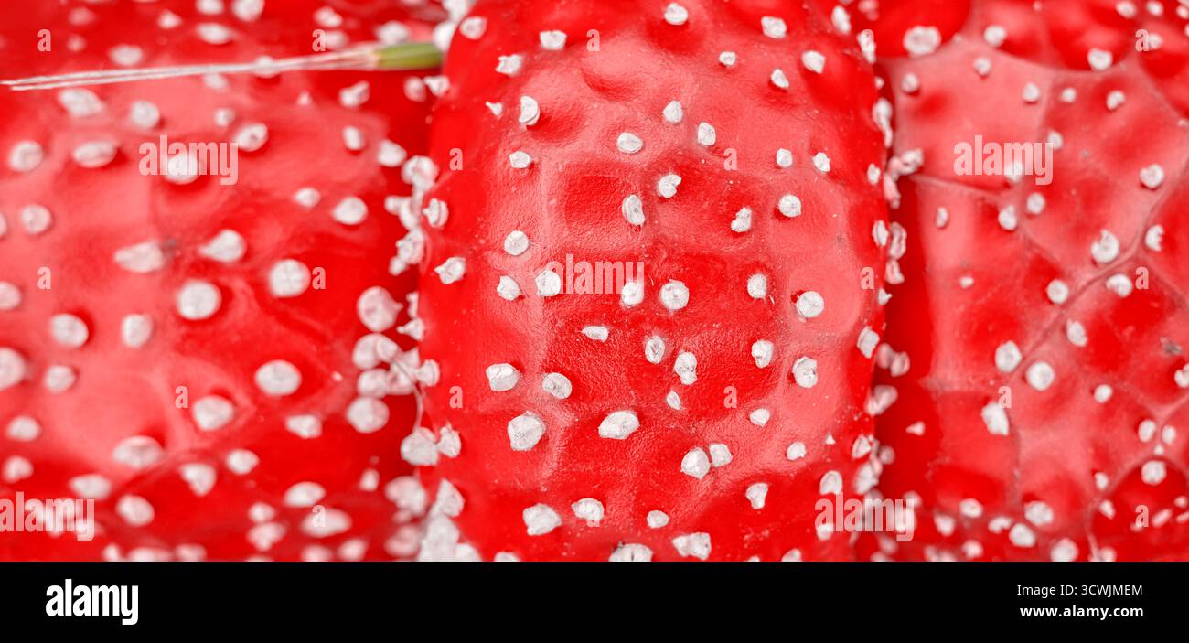 Foto der Textur einer Fliegenpilzmütze, abstrakter natürlicher Hintergrund. Stockfoto