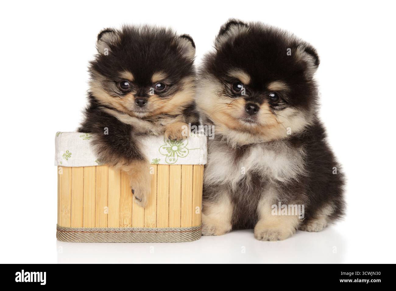 Zwei entzückende Pommersche Spitzwelpen sitzen zusammen vor weißem Hintergrund und zeigen ihre flauschigen Mäntel. Stockfoto