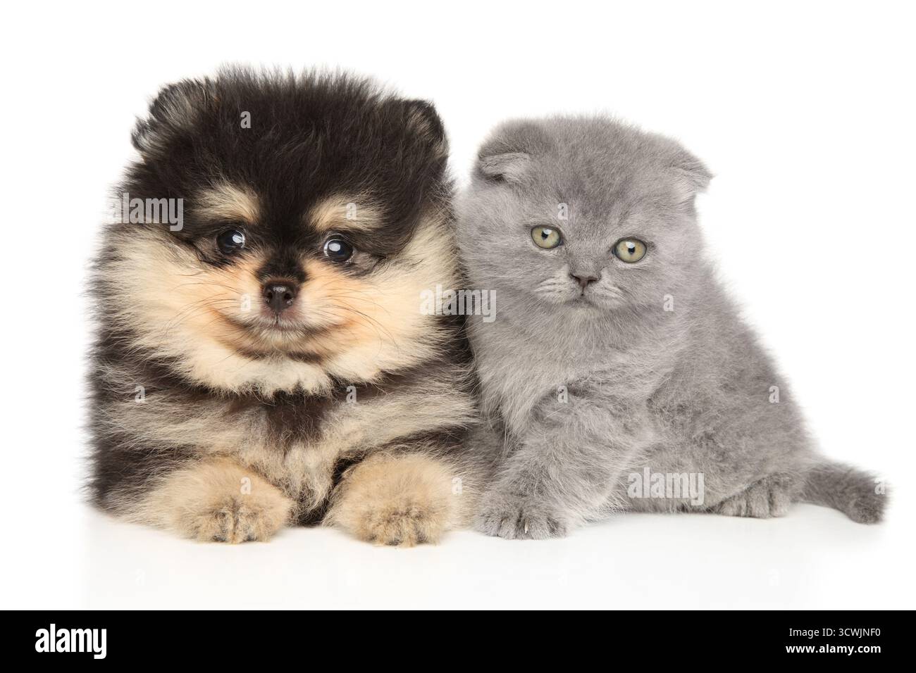 Hündchen und Kätzchen. Scottish Fold und Pommeranian liegen auf weißem Hintergrund Stockfoto