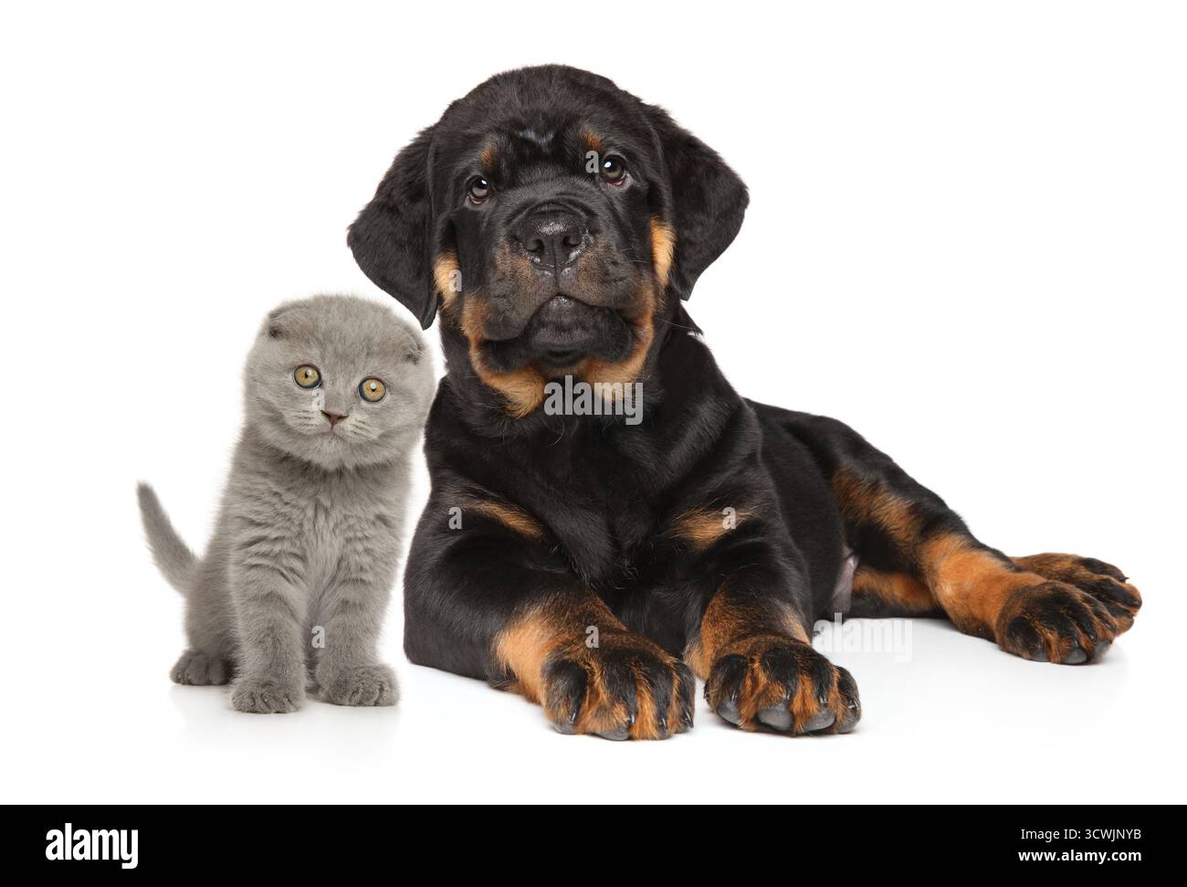 Rottweiler-Welpe und schottisches Faltkätzchen auf weißem Hintergrund Stockfoto