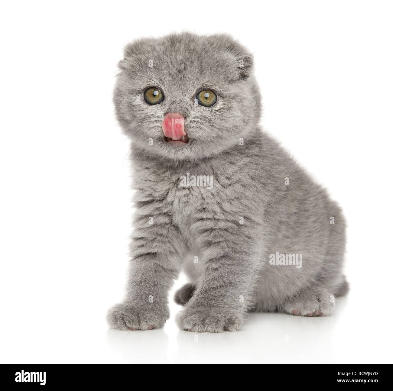 Ein schottisches Faltkätzchen sitzt auf weißem Hintergrund. Baby-Tier-Thema Stockfoto