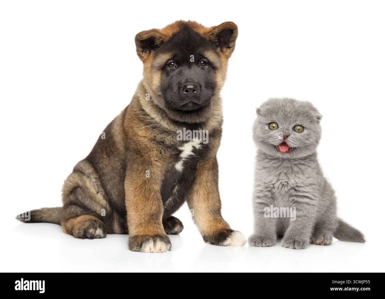 Ein niedlicher amerikanischer Akita-Welpe und ein schottisches Faltkätzchen sitzen auf weißem Hintergrund für ihr Porträt zusammen Stockfoto
