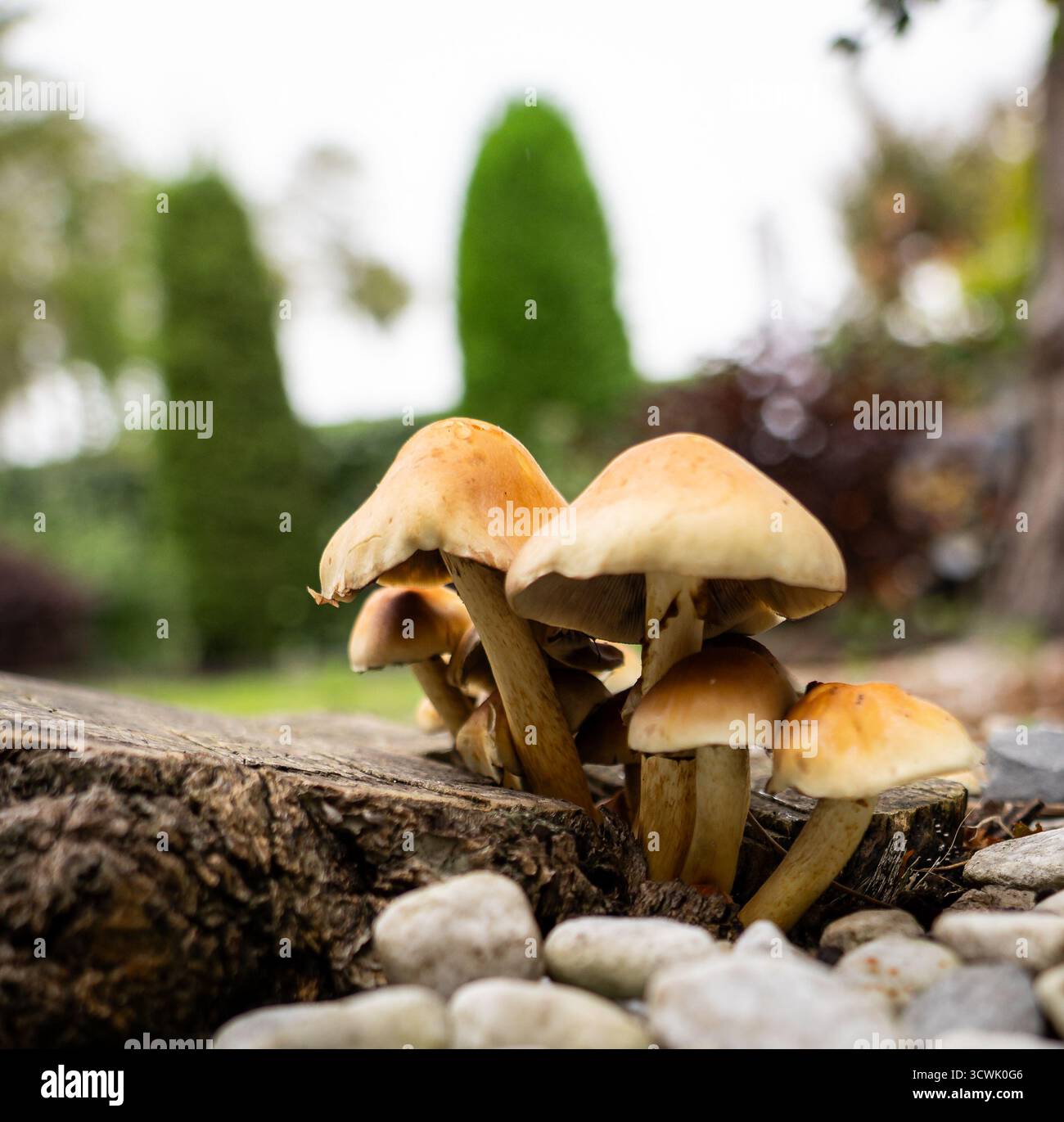 Nahaufnahme von wilden Pilzen, die neben einem Baumstamm zwischen Steinen und Kieselsteinen in einem Garten wachsen. Stockfoto