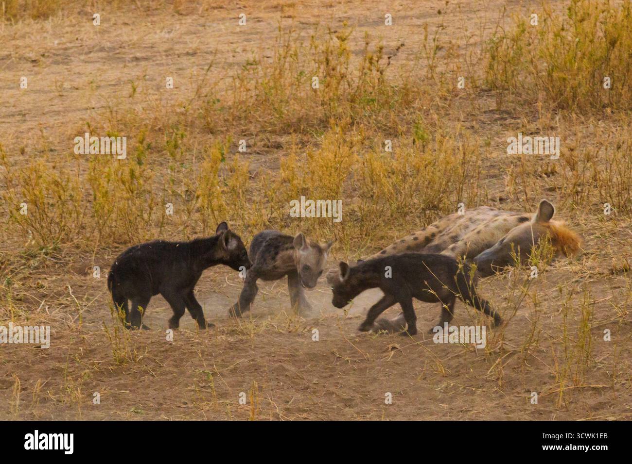 Im tansanischen Serengeti-Nationalpark spielen Jungtiere in der Nähe eines erwachsenen Erwachsenen. Die Jugendlichen verfeinern wahrscheinlich soziale Fähigkeiten. Stockfoto
