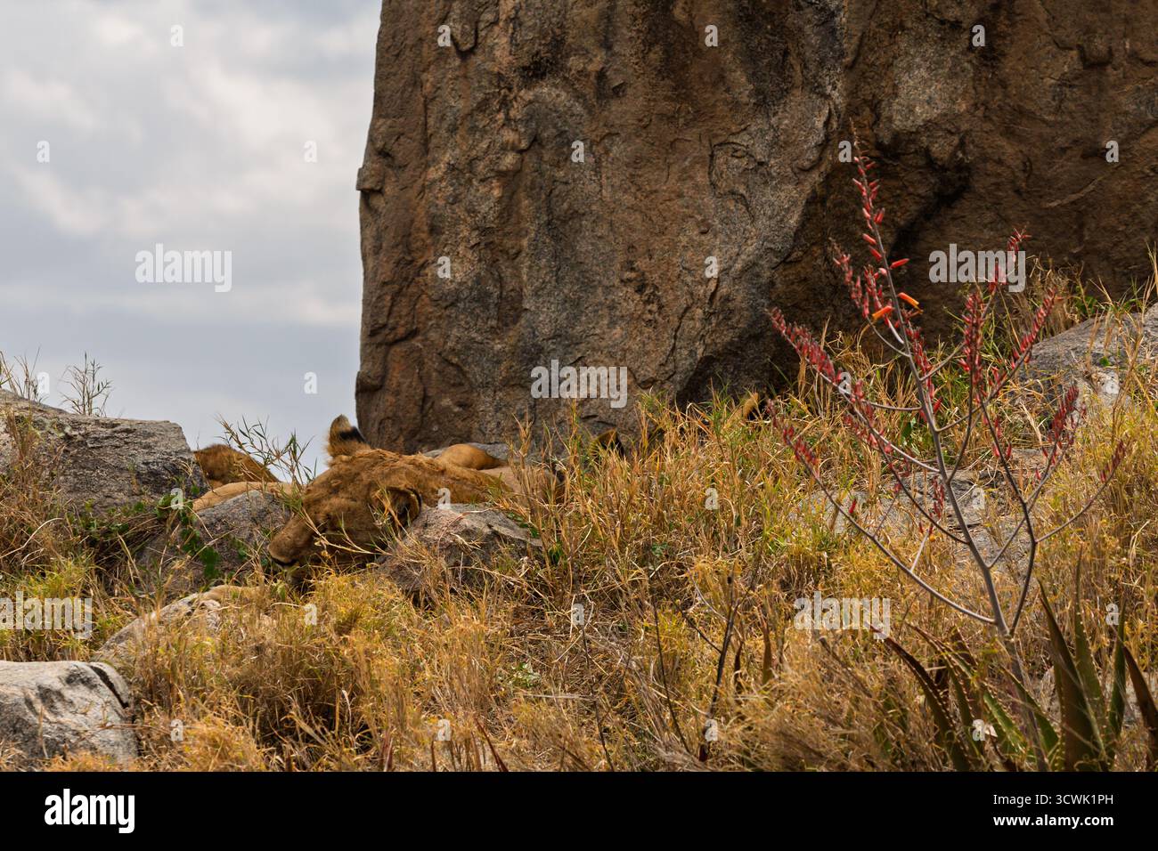 Löwen ruhen auf Felsen im Serengeti-Nationalpark, Tansania. Sie ruhen wahrscheinlich aus, um während der Hitze des Tages Energie zu sparen. Stockfoto