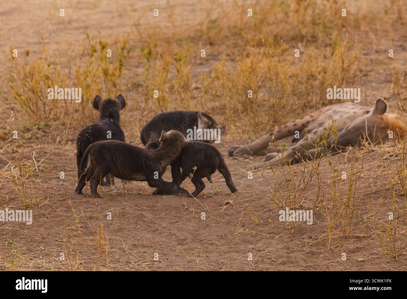 Im tansanischen Serengeti-Nationalpark spielen Hyänenjungen in der Nähe eines schlafenden Erwachsenen. Die jungen Hyänen üben wahrscheinlich soziale Fähigkeiten aus. Stockfoto