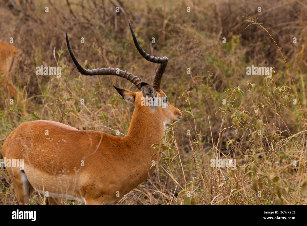 Ein Impala grast im Serengeti-Nationalpark in Tansania. Die Impala fressen, um in den afrikanischen Ebenen zu überleben. Stockfoto Ein Impala grast im Serengeti-Nationalpark in Tansania. Die Impala fressen, um in den afrikanischen Ebenen zu überleben. Stockfoto