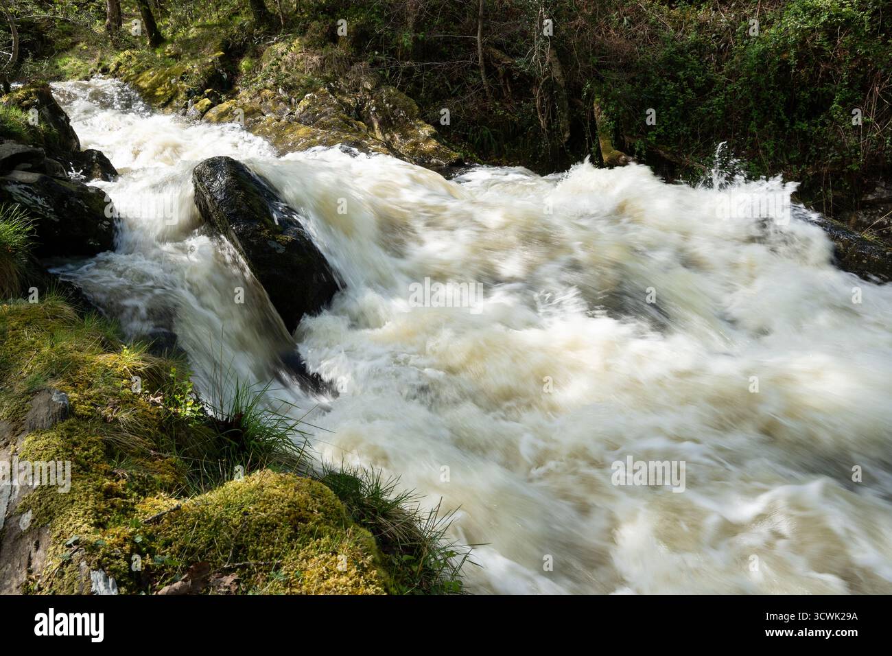 Der schnell fließende Bach kaskadiert über moosbedeckte Felsen in Waldlandschaft Stockfoto
