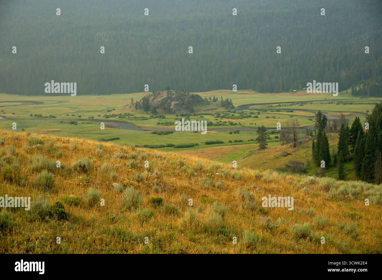 Das Slough Creek Valley platzt in Yellow and Greens im Yellowstone National Park Stockfoto