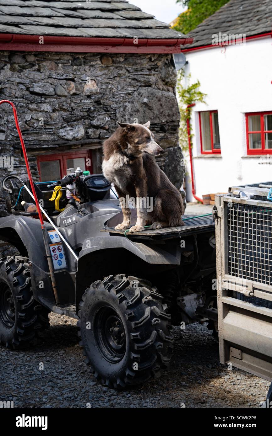 Arbeitender Bauernhund, der auf einem Quad auf dem traditionellen Bauernhof im Lake District sitzt Stockfoto