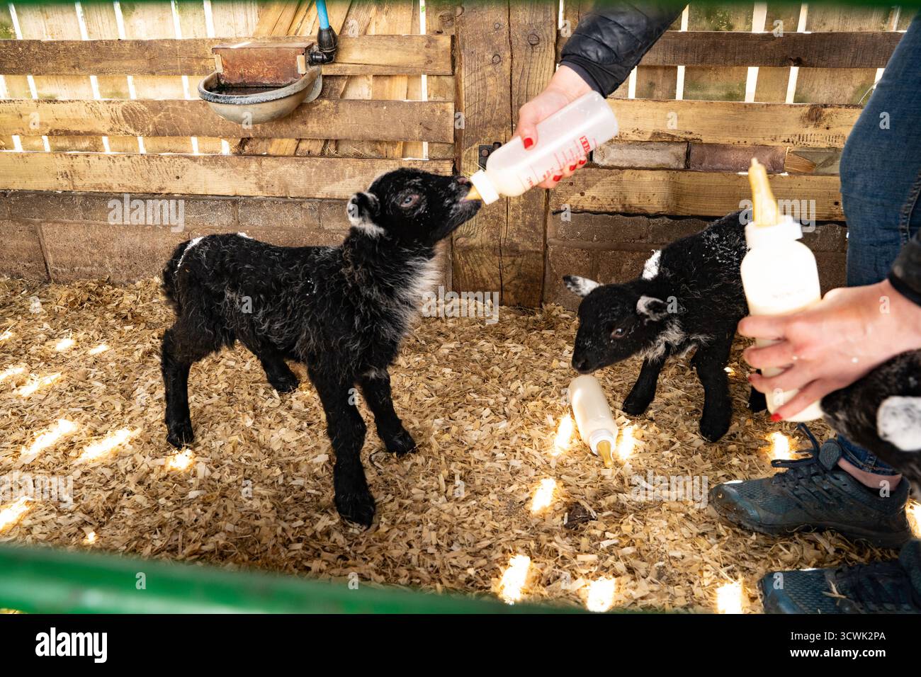 Bauernflaschenfütterung neugeborener Lämmer in rustikaler Scheune mit Strohbeet Stockfoto