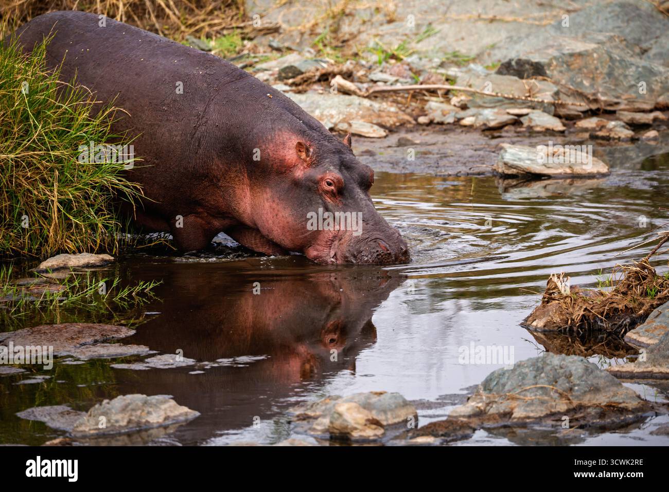 Ein Nilpferd kühlt sich in einem Wasserloch im tansanischen Serengeti-Nationalpark ab. Sie tun das, um ihre Haut vor dem Austrocknen zu bewahren. Stockfoto
