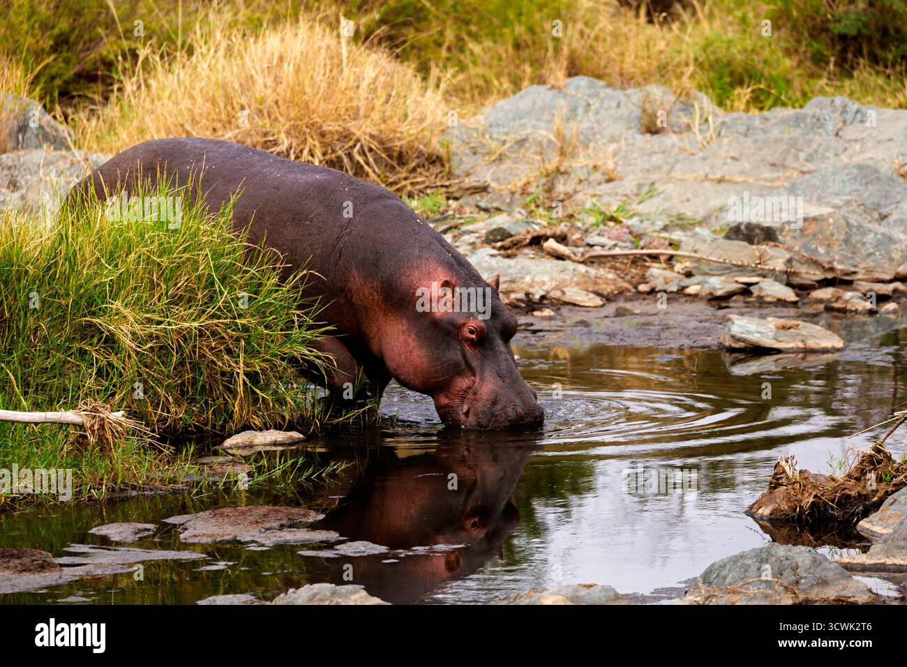 Ein Nilpferd trinkt aus einem Wasserloch im Serengeti-Nationalpark, Tansania. Sie bleiben in der heißen afrikanischen Sonne hydratisiert und kühl. Stockfoto