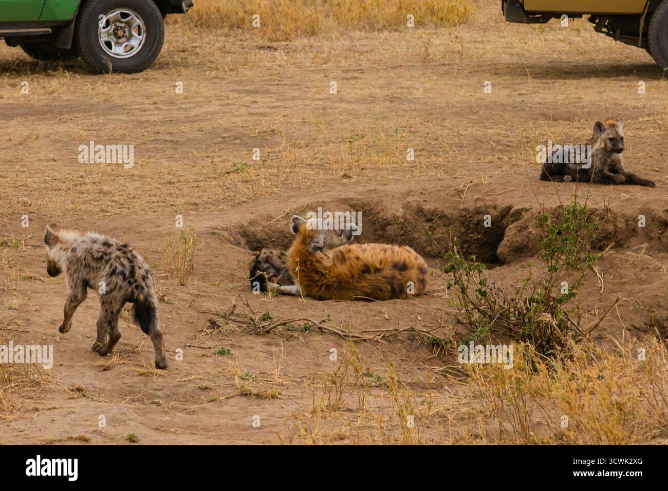 Ein Hyänen-Clan ruht in der Nähe ihrer Höhle im Serengeti-Nationalpark, Tansania. Junge spielen, während Erwachsene Wache halten. Stockfoto