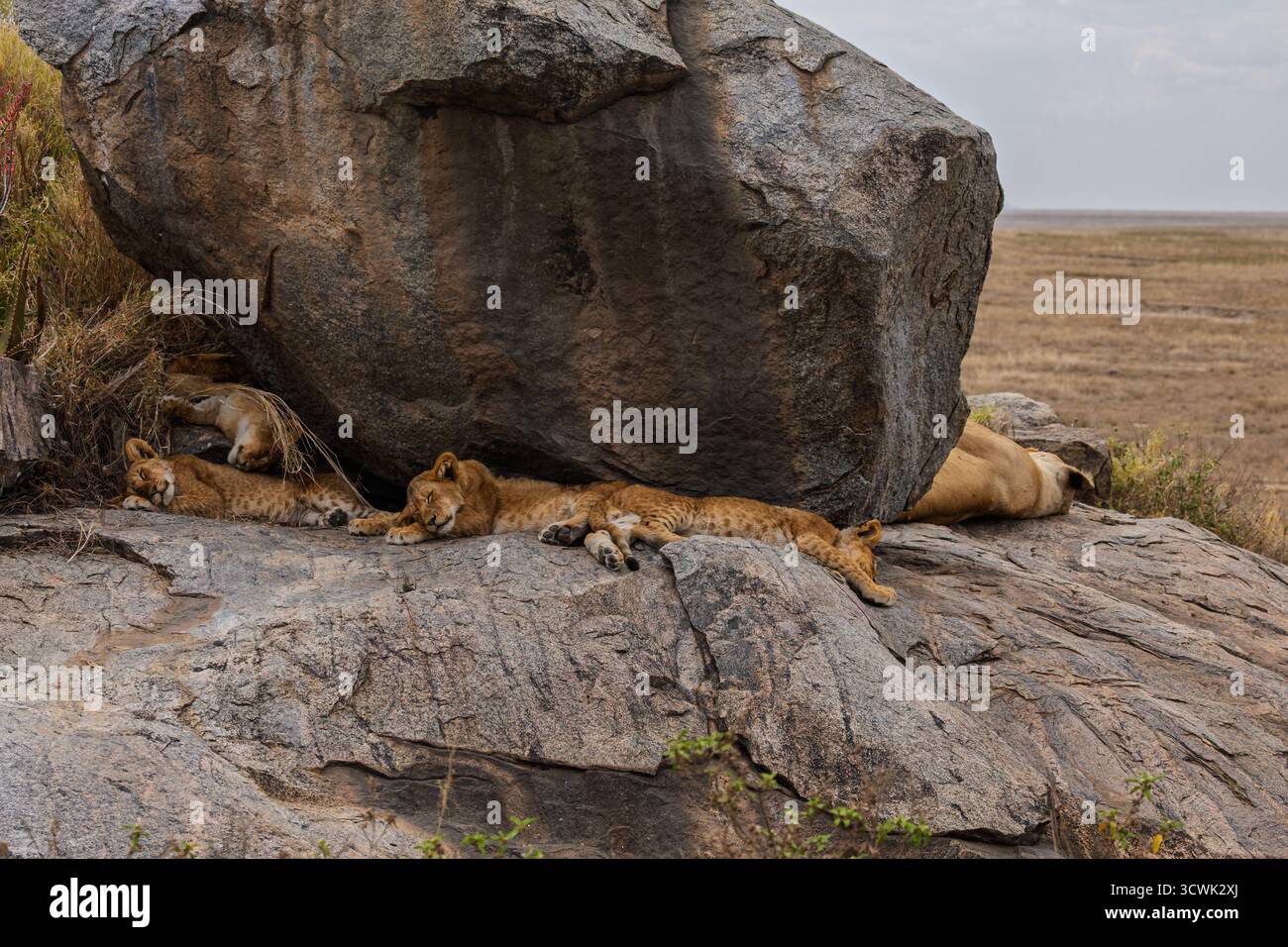 Löwenjungen und ihre Mutter ruhen auf einer Felsformation im tansanischen Serengeti-Nationalpark aus und suchen Schatten vor der afrikanischen Sonne. Stockfoto