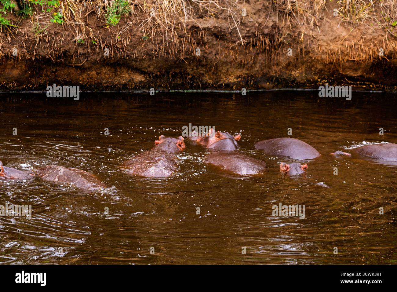 Im trüben Wasser des Serengeti-Nationalparks in Tansania kühlt sich eine Flut von Flusspferden ab, die sich von der afrikanischen Sonne erholen wollen. Stockfoto