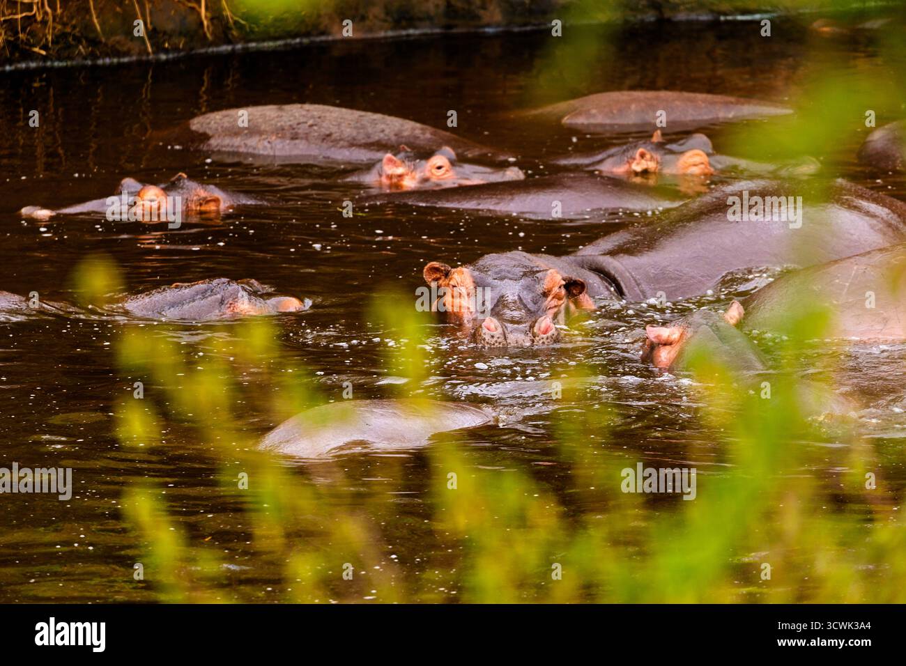 Im Serengeti-Nationalpark in Tansania bleiben Flusspferde kühl im Wasser. Sie tauchen ein, um die Körpertemperatur zu regulieren. Stockfoto