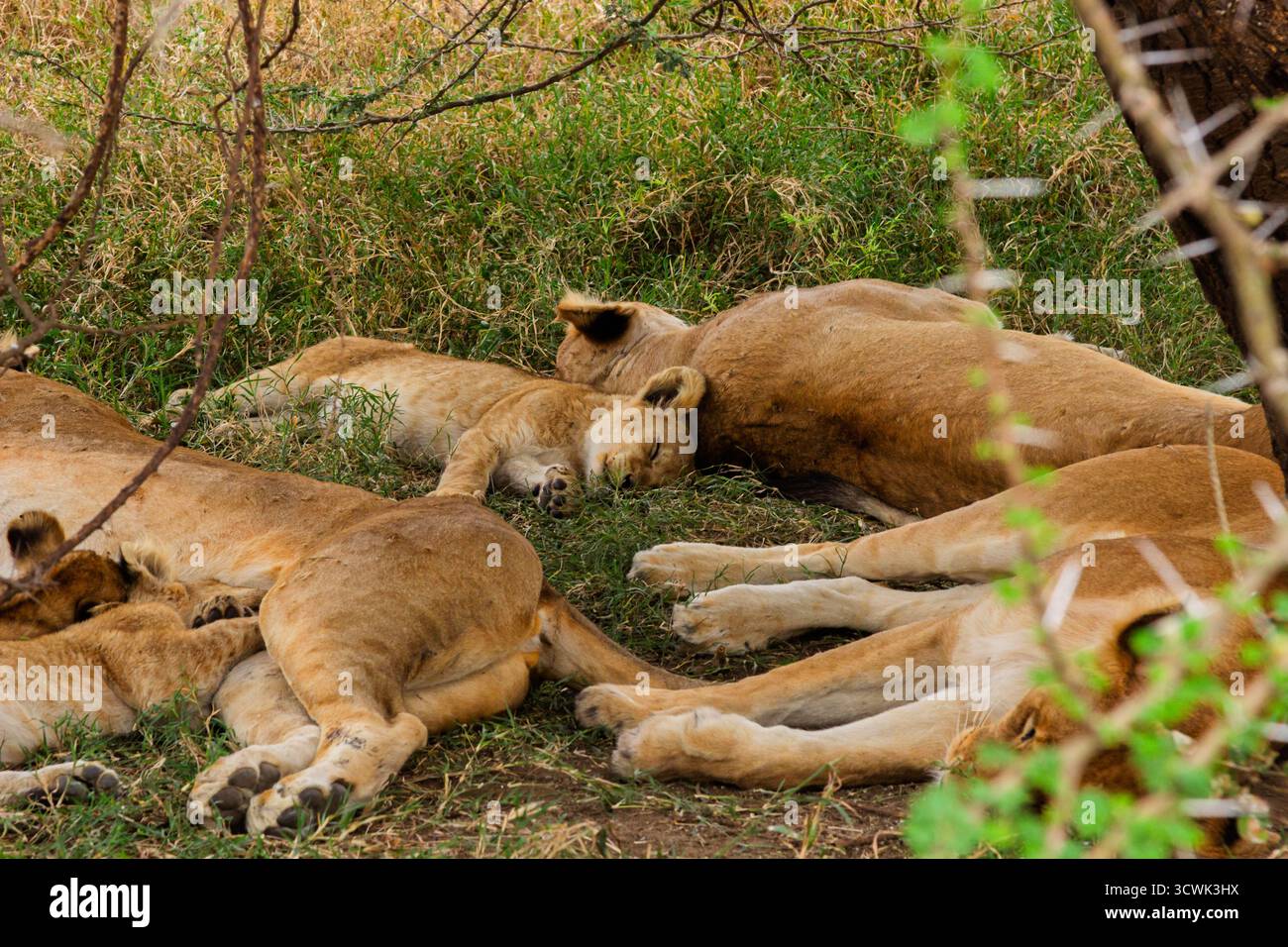 Im Serengeti-Nationalpark in Tansania liegt ein Stolz von Löwen, darunter auch Jungtiere, auf der Suche nach einer Pause von der afrikanischen Sonne. Stockfoto