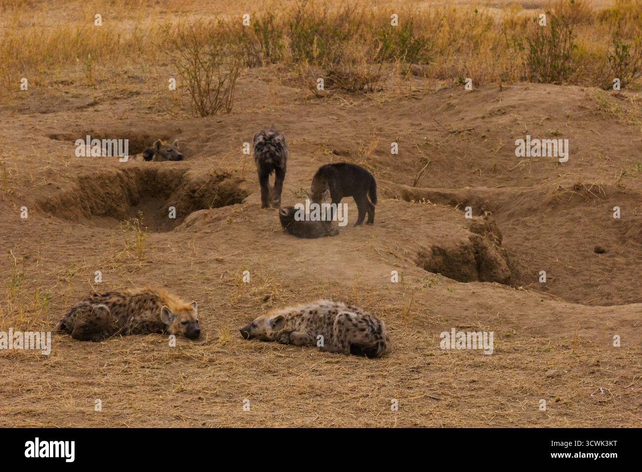 Hyänen ruhen und spielen in der Nähe ihrer Höhle im tansanischen Serengeti-Nationalpark. Junge lernen soziale Fähigkeiten und binden sich mit ihrem Clan. Stockfoto