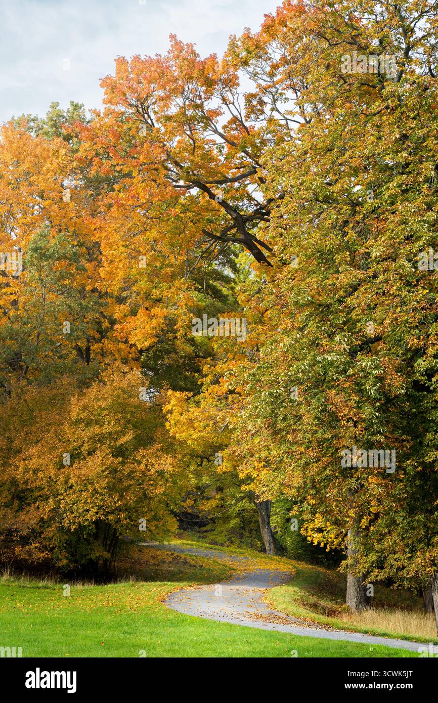 Schotterweg, der im Herbst an einem Oktobertag in einen Wald aus hellgelben und orangen Laubbäumen führt Stockfoto
