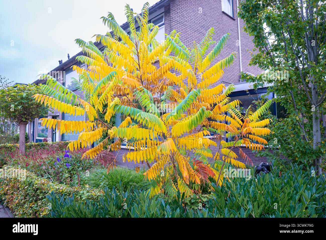 Staghorn Sumakstrauch (Rhus typhina) mit hellgelben Herbstblättern in einem Wohngarten. Stockfoto