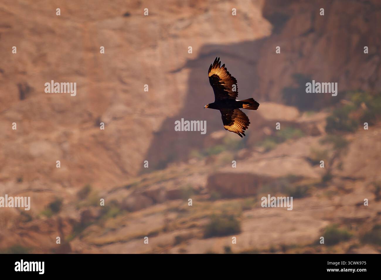 Der Verreauxsche Adler oder Schwarzadler, Aquila verreauxii großer afrikanischer Raubvogel, lebt in hügeligen und bergigen Regionen des südlichen und östlichen Afrikas, Stockfoto