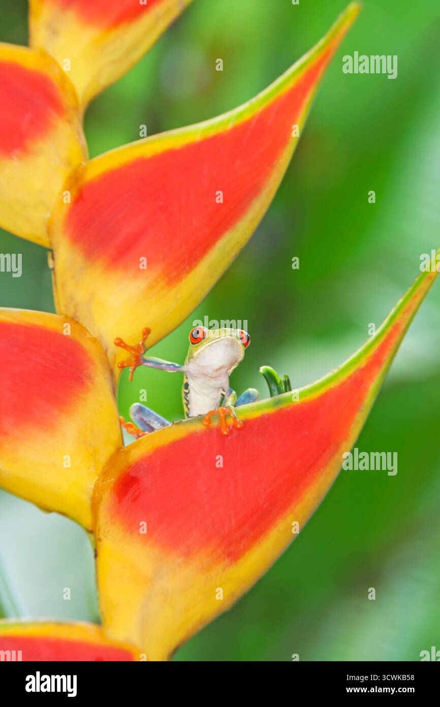 Rotäugiger Baumfrosch (Agalychins callydrias) auf der Blüte der Heliconia (Heliconoa stricta), Costa Rica Stockfoto