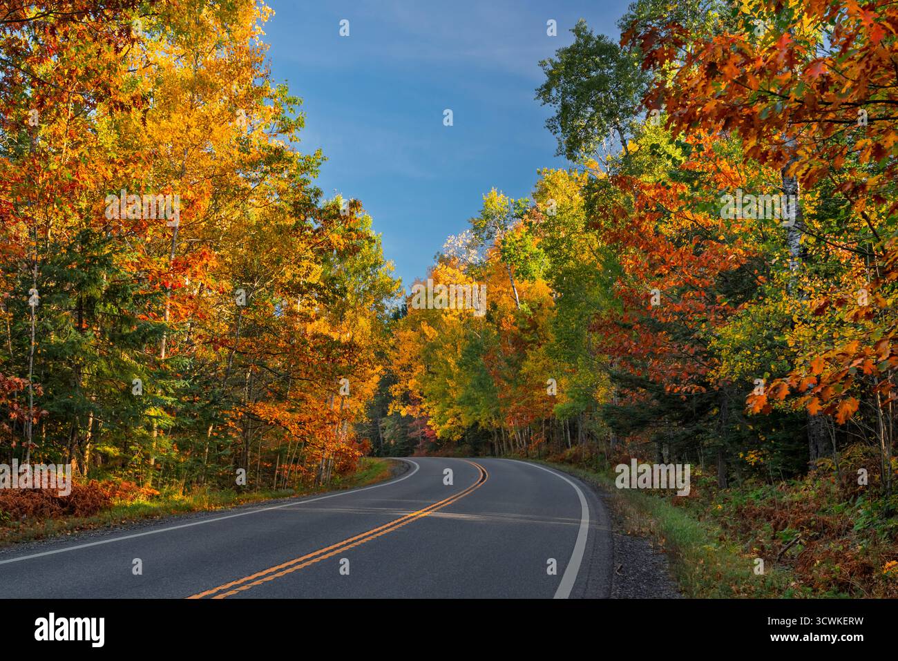 Herbstlaub am Highway 38 nördlich von Grand Rapids, Minnesota, USA. Stockfoto