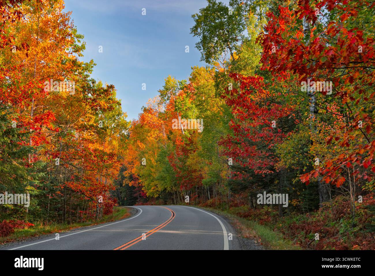 Herbstlaub am Highway 38 nördlich von Grand Rapids, Minnesota, USA. Stockfoto
