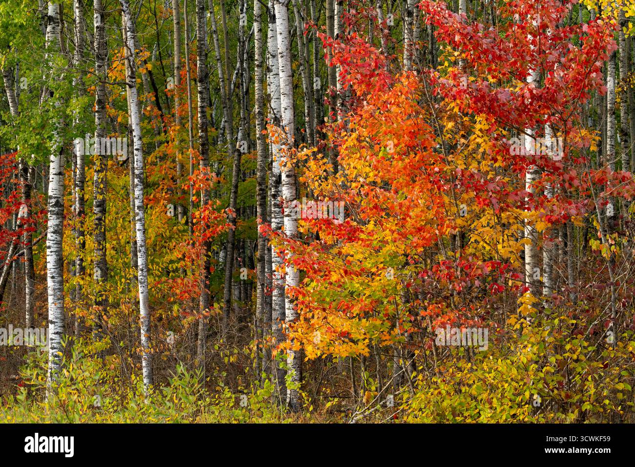 Herbstlaub in den Bäumen des Chippewa National Forest in der Nähe von Grand Rapids, Minnesota, USA. Stockfoto
