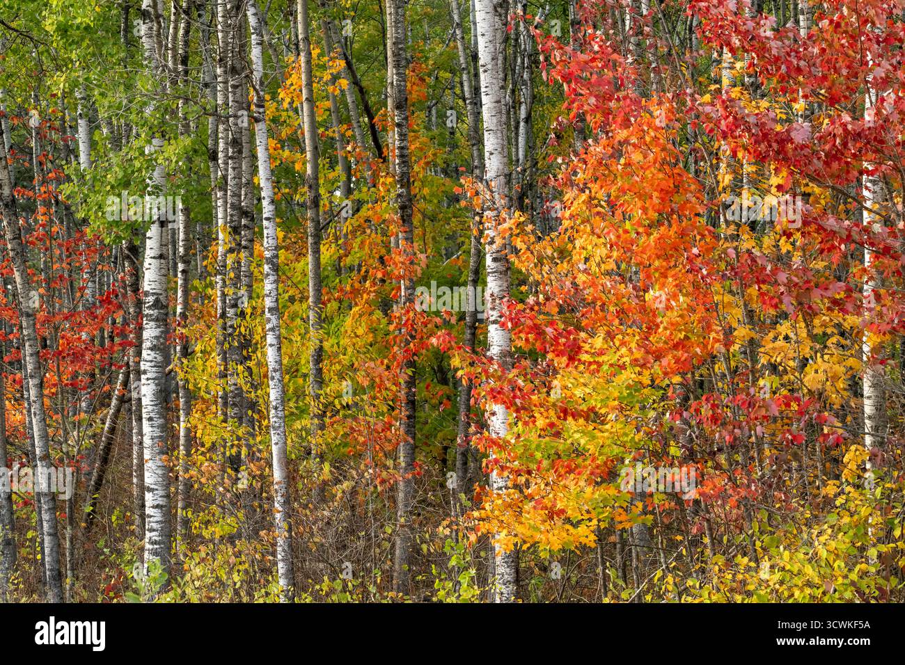 Herbstlaub am Highway 38, Chippewa National Forest in der Nähe von Grand Rapids, Minnesota, USA. Stockfoto