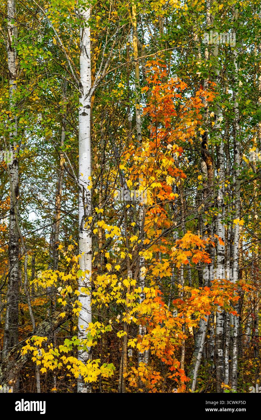 Herbstlaub am Highway 38, Chippewa National Forest in der Nähe von Grand Rapids, Minnesota, USA. Stockfoto