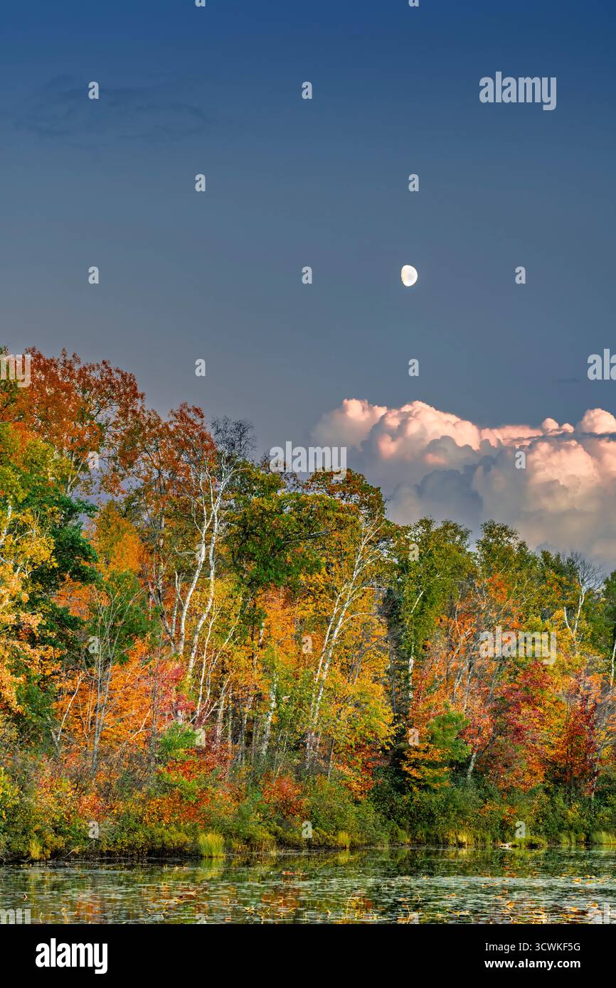 Herbstlaub am Highway 38, Chippewa National Forest in der Nähe von Grand Rapids, Minnesota, USA. Stockfoto