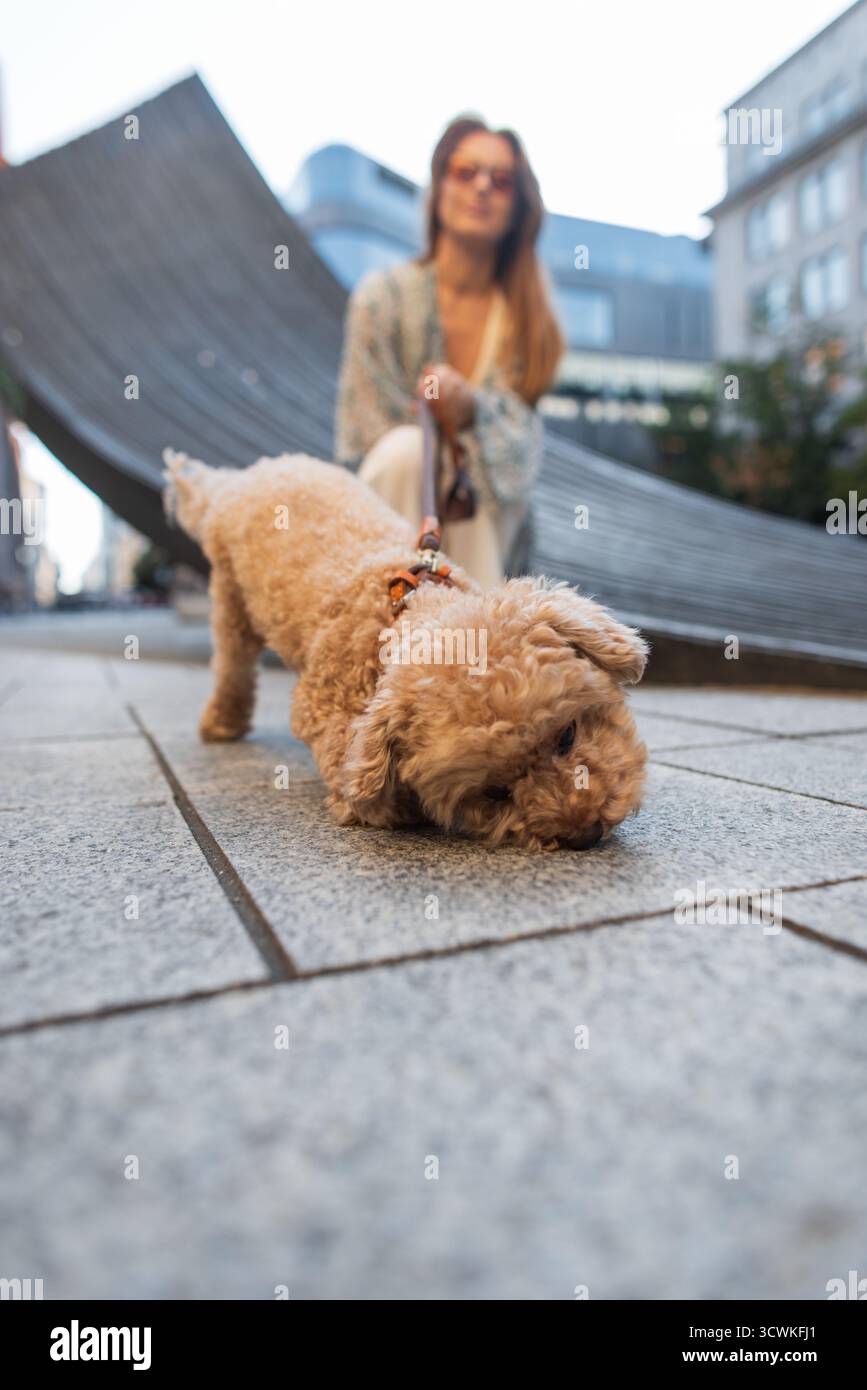 Ein lockiger Hund schnüffelt während Eines Stadtrundgangs auf dem Bürgersteig, während sein Besitzer im Hintergrund verschwommen ist. Urbane Umgebung, moderne Architektur und Ein offenes Ambiente Stockfoto