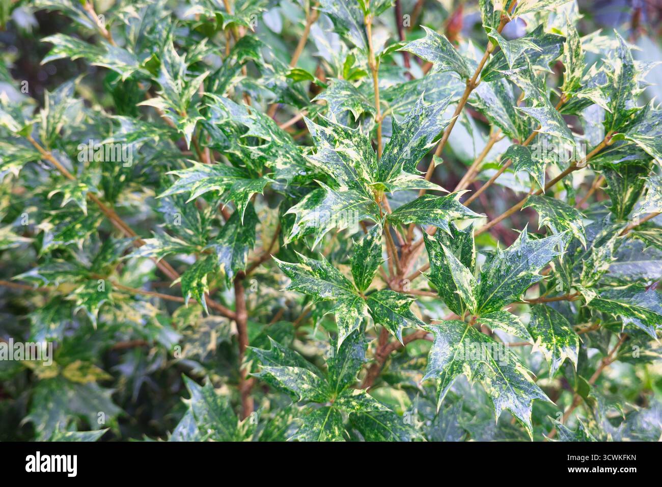 Stechpalme-Olive „Goshiki“ (Osmanthus heterophyllus) – immergrüner Sträucher mit variierenden Blättern und rötlichen Stielen. Stockfoto