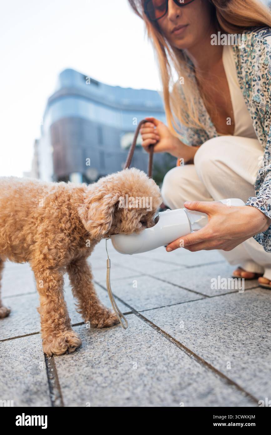 Der lockhaarige Hund erfrischt sich mit Wasser, während Woman Bowl auf der City Street anbietet. Warmer Tag, Urbane Kulisse, Liebevoller Moment Zwischen Haustier Und Besitzer Während Des Stockfoto