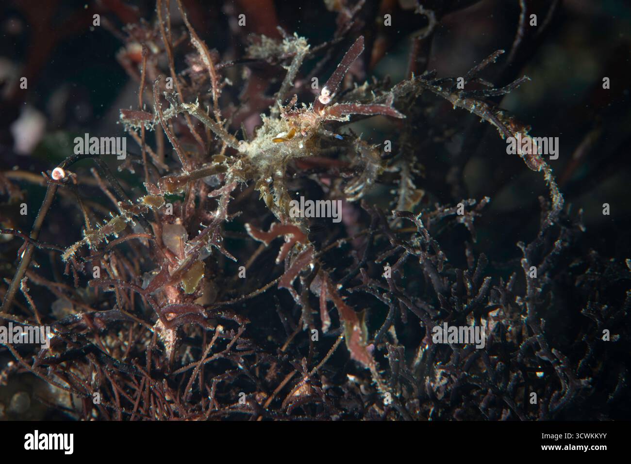 Langbeinige Spinnenkrabbe (Macropodiae) Stockfoto