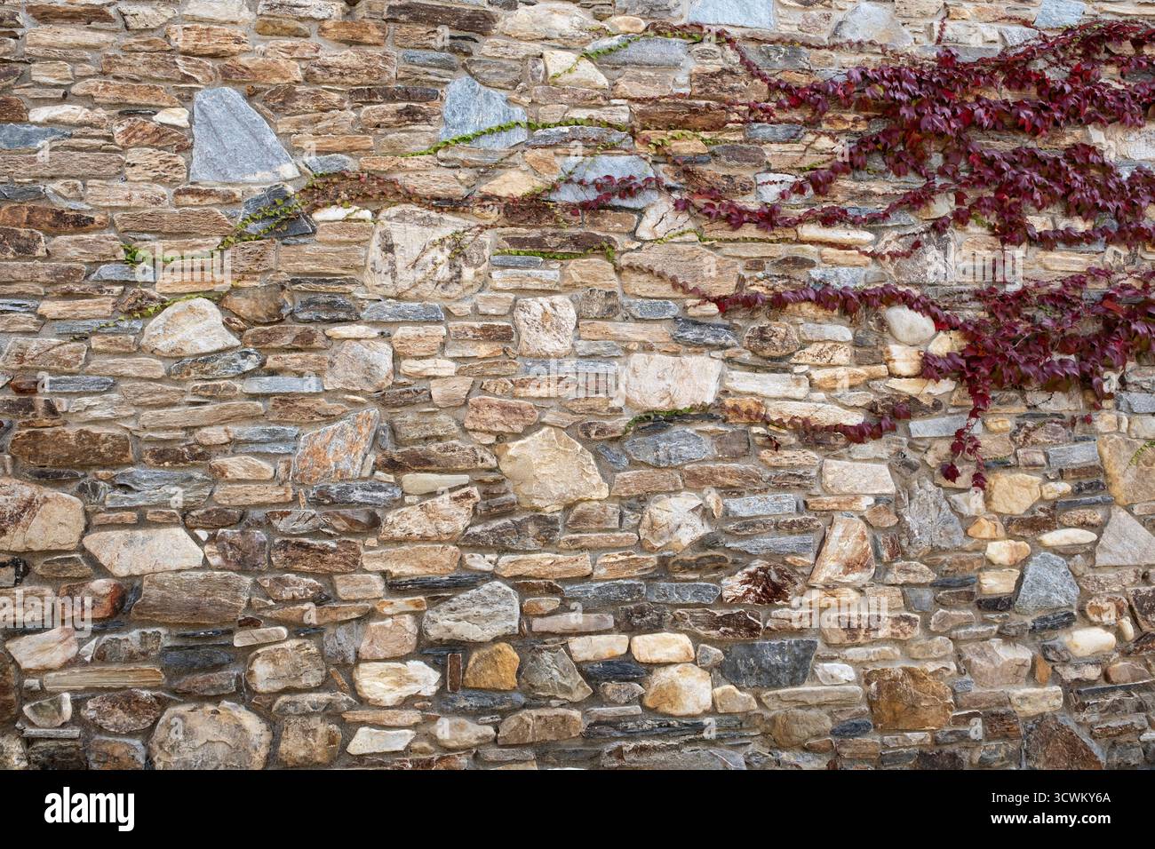 Rustikale Steinmauer mit natürlichen Texturen und Farben, dekoriert mit kletternden roten Efeublättern, die einen Kontrast zwischen organischem Wachstum und schaffen Stockfoto