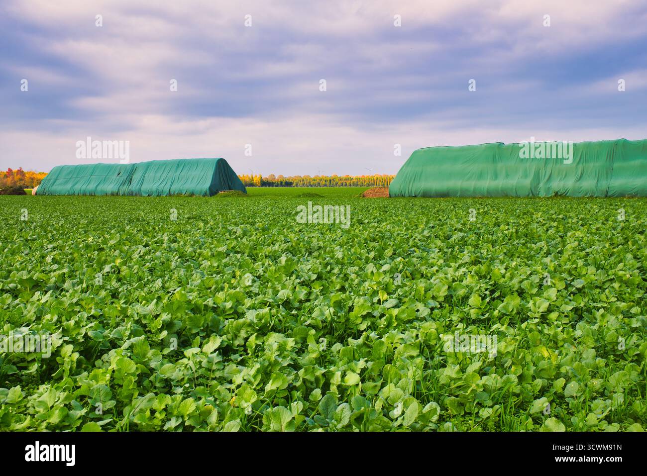 Herbstliche ländliche Landschaft mit zwei Heuballen, die mit grüner Plane bedeckt sind, auf üppigem Ackerland Stockfoto