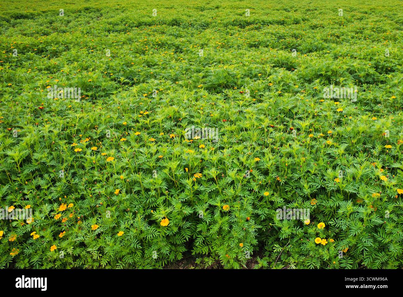 Riesige Landschaft mit üppigem grünen Feld mit leuchtend gelben Blumen Stockfoto