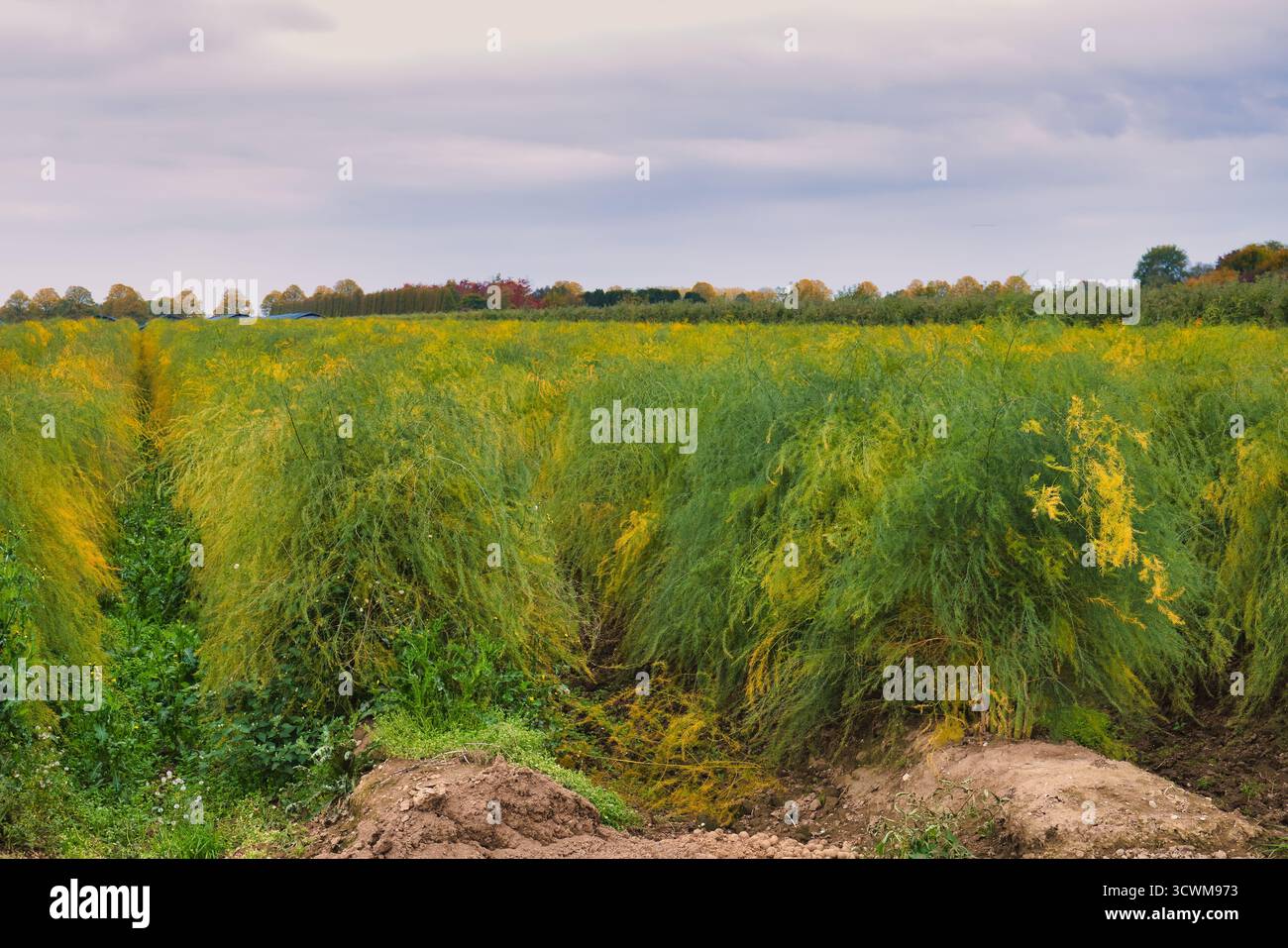 Üppiges Spargelfeld mit gefiederten grünen Fernnen, die unter dem bewölkten Herbsthimmel auf ländlichem Ackerland Golden gelb werden Stockfoto