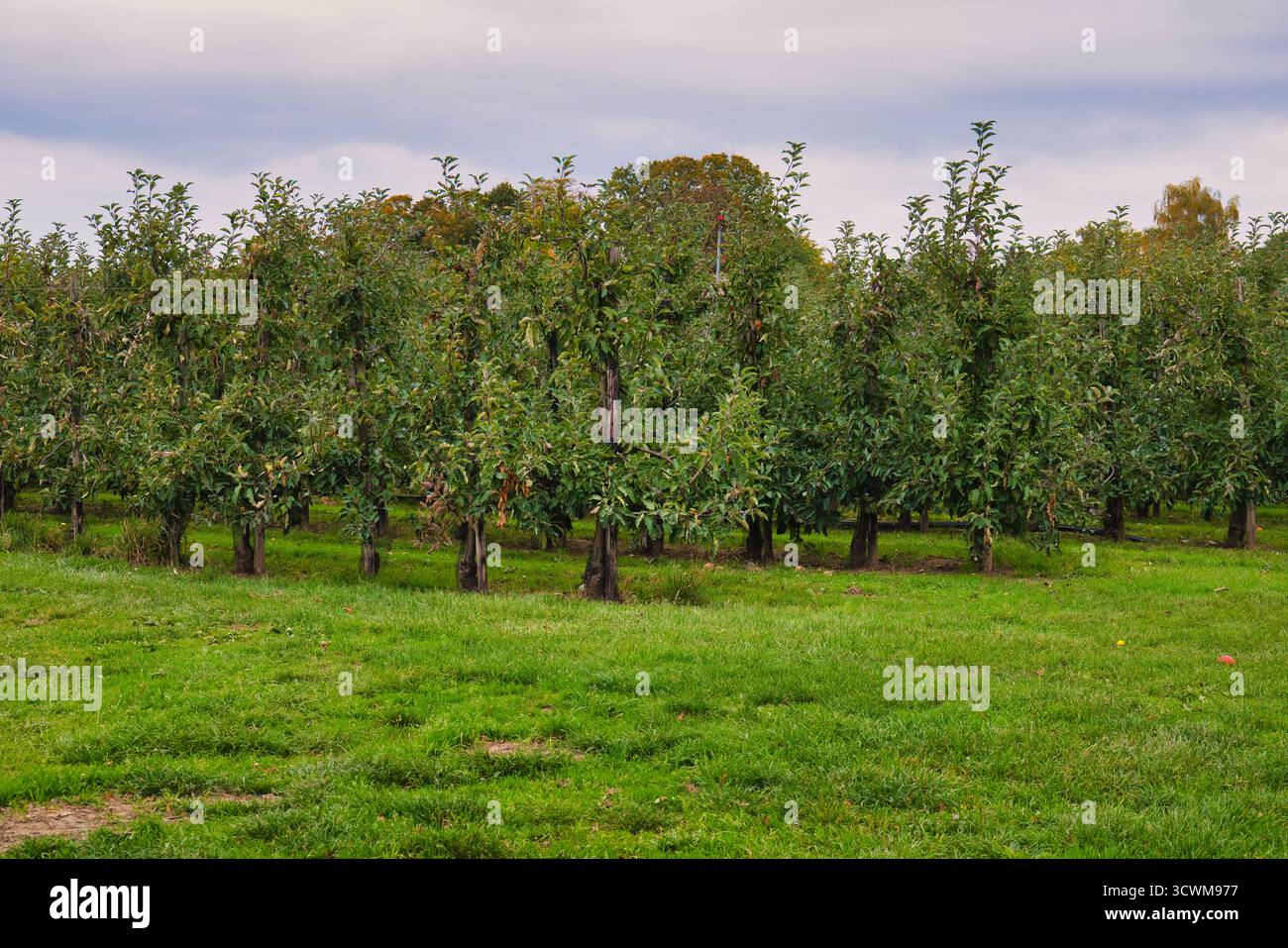 Ruhiger Apfelgarten mit Reihen reifer Obstbäume auf üppigem grünem Gras unter bewölktem Herbsthimmel Stockfoto