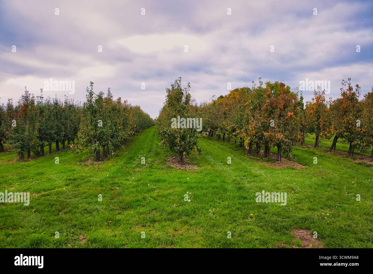 Weitläufiger Apfelgarten mit Reihen von Obstbäumen auf üppigem grünem Gras unter bewölktem Herbsthimmel in ländlicher landwirtschaftlicher Landschaft Stockfoto