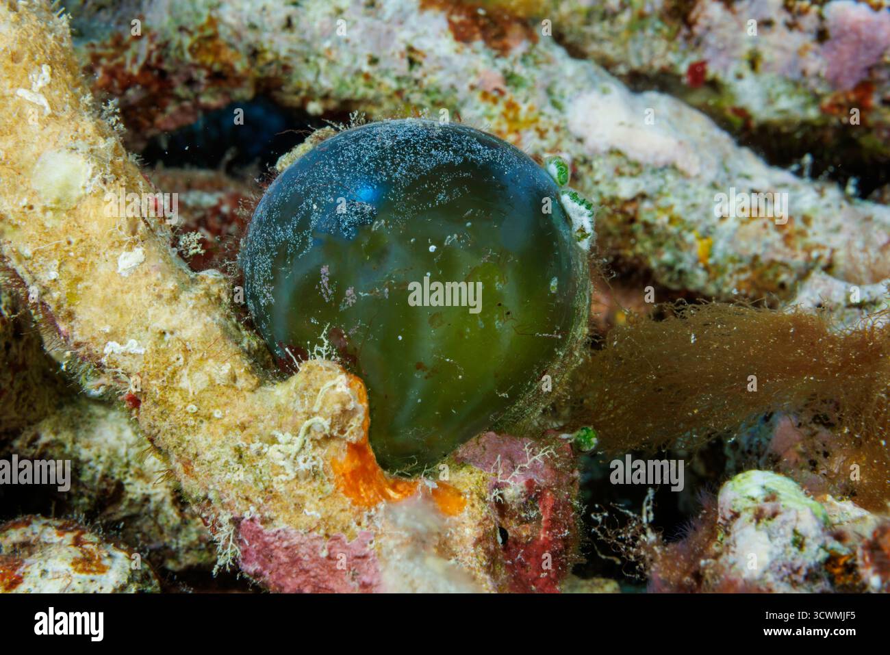 Die grüne Blasenalge, Valonia ventricosa, ist auch als SeemannsAugapfel oder Seeperle bekannt. Dies ist einer der größten einzelligen Organismen und ist Stockfoto
