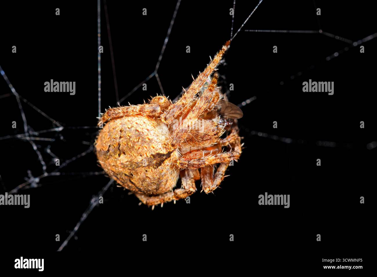 Eine haarige Feldspinne (Neoscona sp.) Im Internet vor dunklem Hintergrund sitzen, Südafrika Stockfoto
