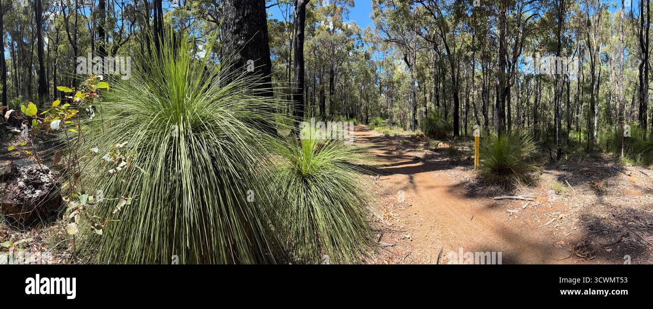 Munda Biddi Radweg durch Wälder in der Nähe von Jarrahdale, Western Australia Stockfoto