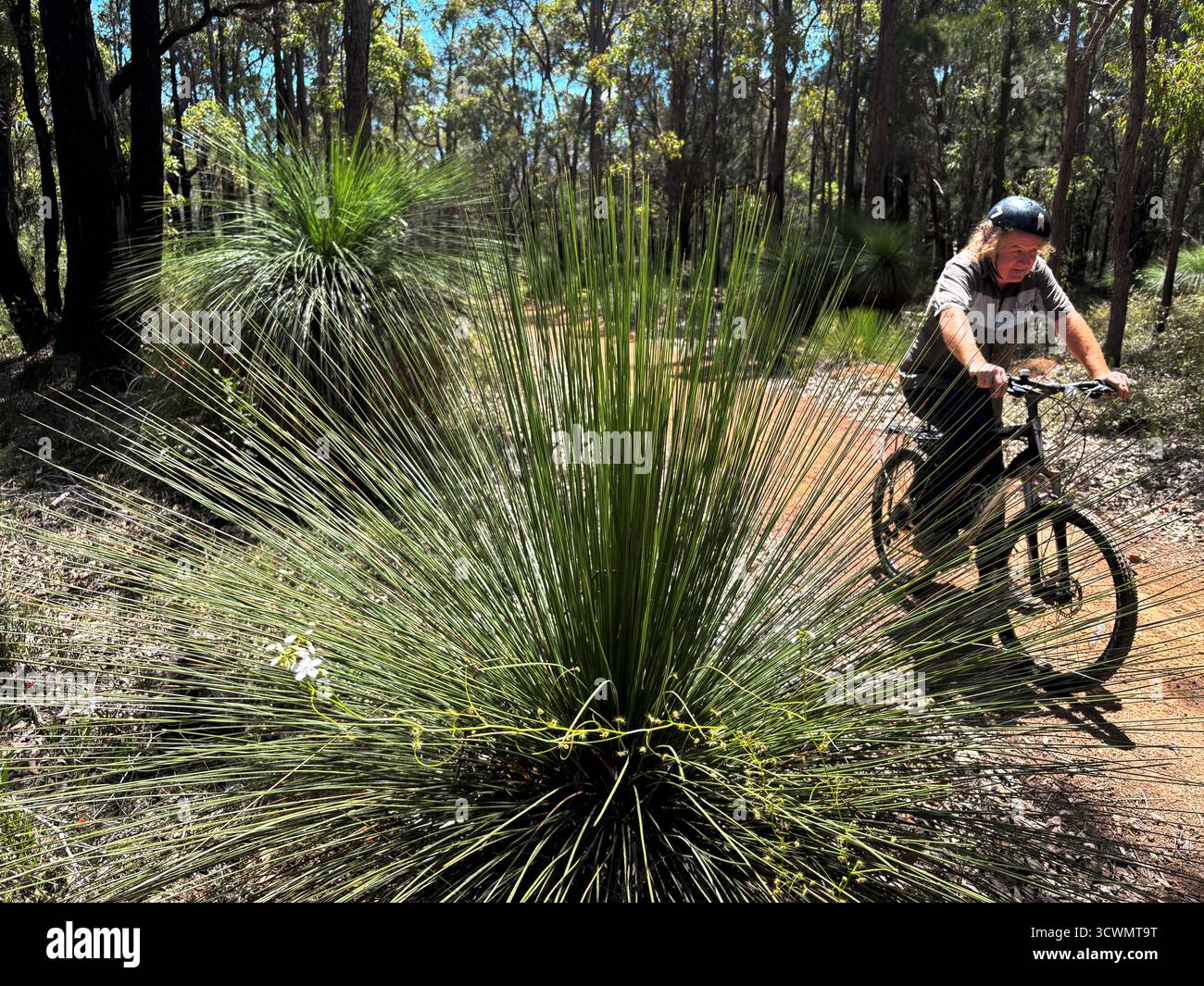Radfahrer auf dem Munda Biddi Radweg in der Nähe von Jarrahdale, Western Australia. Kein MR Stockfoto