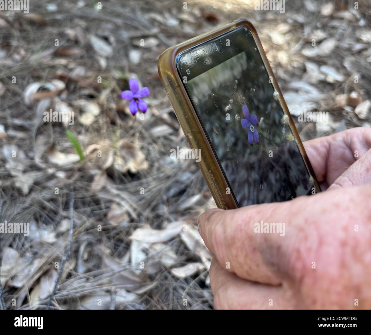 Fotos von Wildblumen im Frühling (violette Emailorchidee, Elythranthera brunonis) mit dem Smartphone, Munda Biddi Radweg in der Nähe von Jarrahdale, Western Austr - Smartphone-aufgenommenes Stockfoto