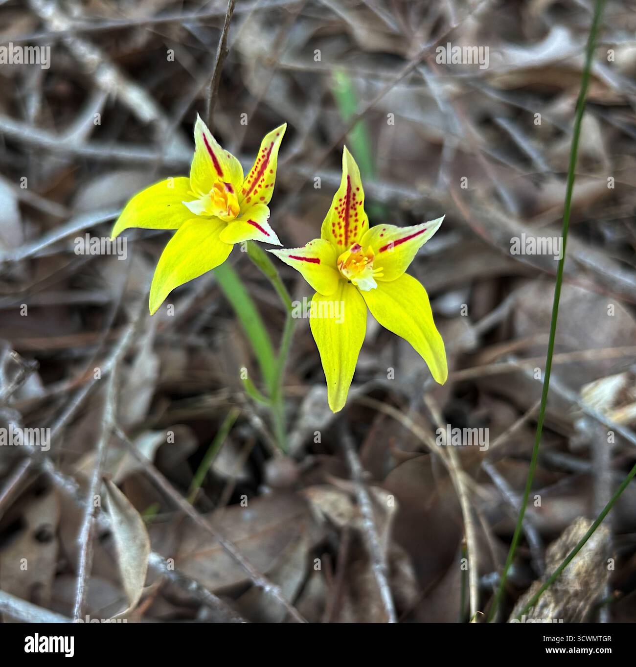 Cowslip Orchidee (Caladenia flava), Frühlingswildblumen auf dem Munda Biddi Radweg in der Nähe von Jarrahdale, Western Australia - Smartphone-aufgenommenes Stockfoto